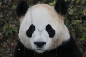 Da-Mao-crop-300x199.jpg