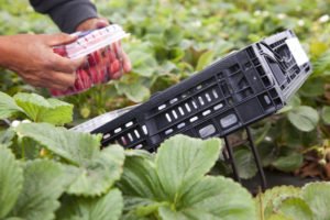 Parent of CHEP wins sustainability award - Inside Logistics