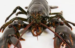 ri-smith-lobster-nova-scotia-lobster-up-close-3-e1553603078136.jpg