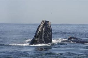 North_Atlantic_right_whale-e1564404907850.jpg