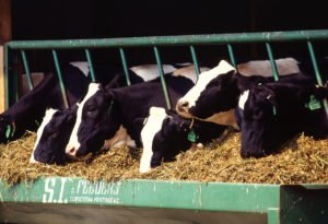 1280px-Holstein_dairy_cows-e1528714744111.jpg