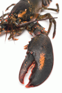 foodchainlobsterMMDjul-aug20101-e1612873667329.gif